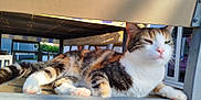Vegas a rejoint le concours — aidez-le/la à gagner de superbes lots ! animal, calico, cat, chair, cute, daytime, domestic, fur, metal, nature, outdoor, paw, pet, relaxed, resting, shade, sunlight, table, whiskers, window