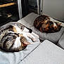 Vegas a rejoint le concours — aidez-le/la à gagner de superbes lots ! animal, calm, cat, cozy, curled_up, cushion, domestic, feline, fur, gray, home, indoor, pet, quiet, relaxation, resting, sleeping, soft, tabby, two_cats