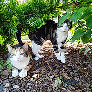 Vegas participe au concours pour gagner de l'argent avec cette photo : animal, bush, cat, cats, curious, daylight, feline, garden, greenery, ground, leaves, nature, outdoor, pet, plants, resting, shaded, two_animals, walking, wood_chips