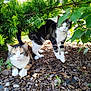 animal, bush, cat, cats, curious, daylight, feline, garden, greenery, ground, leaves, nature, outdoor, pet, plants, resting, shaded, two_animals, walking, wood_chips