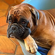 Tiznit a rejoint le concours — aidez-le/la à gagner de superbes lots ! dog, boxer, brown_dog, pet, animal, paw, bed, indoor, floor, tile_floor, resting, face, ears, closeup, portrait, canine, relaxed, expression, domestic, furniture