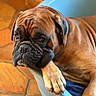 dog, boxer, brown_dog, pet, animal, paw, bed, indoor, floor, tile_floor, resting, face, ears, closeup, portrait, canine, relaxed, expression, domestic, furniture
