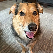 Riley is registered to the contest to win money with this photo: dog, pet, indoor, carpet, smiling, canine, animal, fur, ears, eyes, tongue, mouth, nose, happy, blurred_background, floor, domestic, companion, mammal, closeup