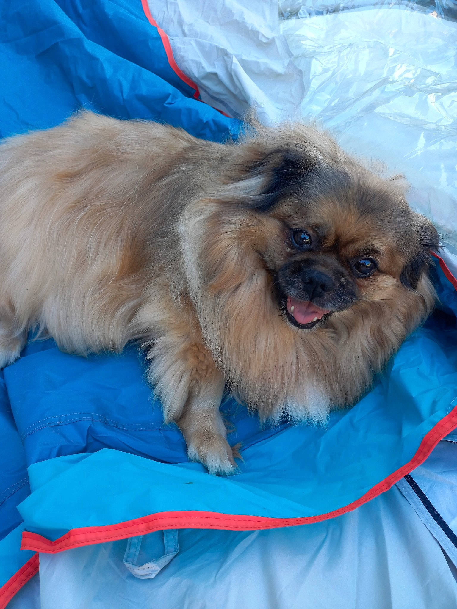 Roxy a rejoint le concours — aidez-le/la à gagner de superbes lots ! blue, canidae, carnivore, companion_dog, dog, dog_breed, dog_supply, electric_blue, eye, fawn, fur, liver, natural_material, pet_supply, smile, snout, sporting_group, terrestrial_animal, toy_dog, working_animal