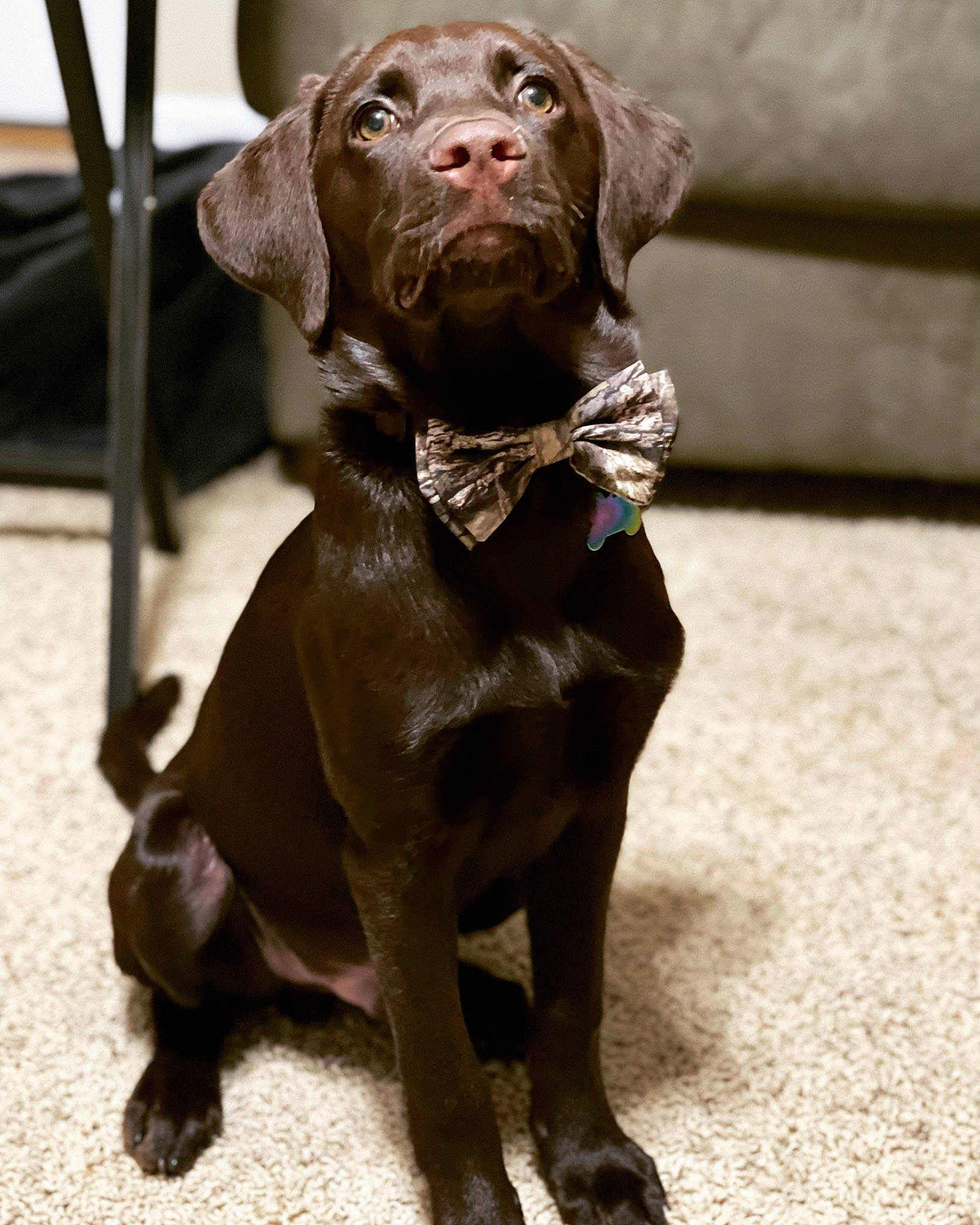 Nova is registered to the contest to win money with this photo: canidae, carnivore, collar, companion_dog, dog, dog_breed, dog_collar, fawn, fur, gun_dog, hunting_dog, leash, liver, pet_supply, snout, sporting_group, terrestrial_animal, working_animal