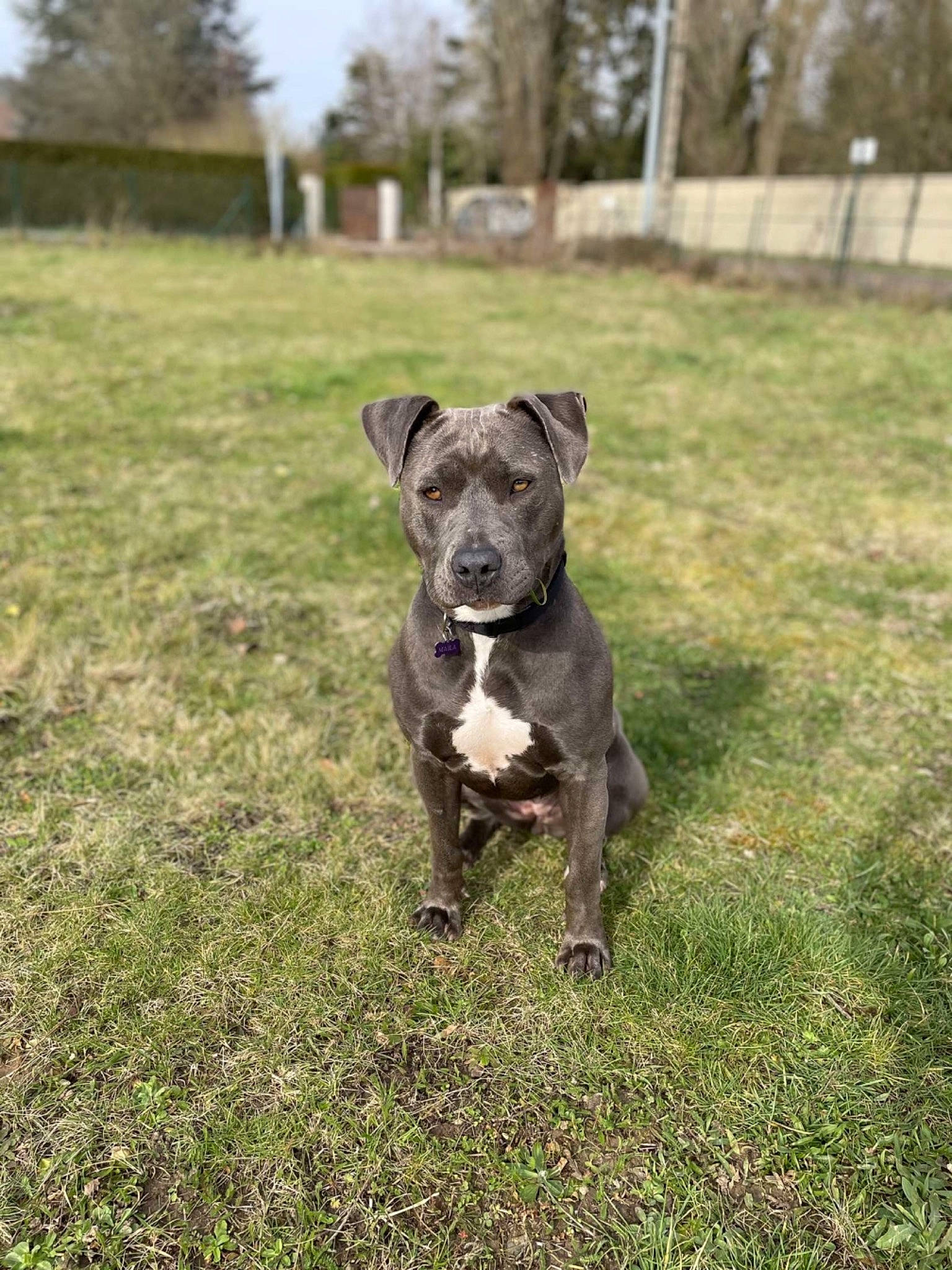 Maïla a rejoint le concours — aidez-le/la à gagner de superbes lots ! carnivore, collar, companion_dog, dog, dog_breed, dog_collar, dog_walking, grass, grassland, guard_dog, liver, plant, pointing_breed, sporting_group, tail, terrestrial_animal, terrier, tree, whiskers, working_animal