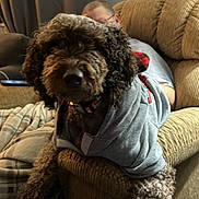 Lily joined the competition — help win amazing prizes! blanket, brown, casual_clothing, couch, cozy, curly_hair, dog, furniture, glasses, home, hoodie, indoor, living_room, person, pet, portrait, relaxing, resting, seated, wall_art