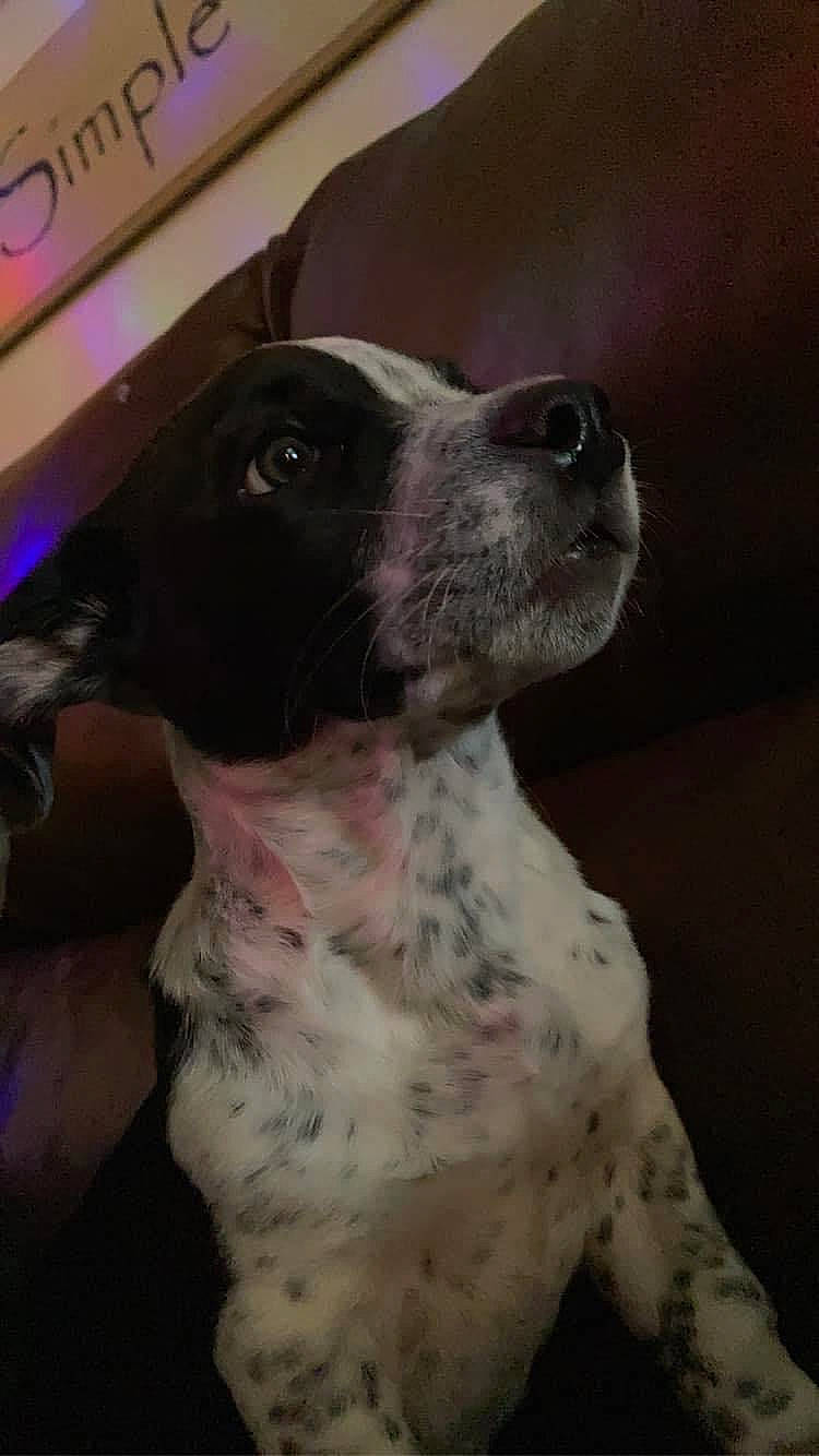 Creed joined the competition — help win amazing prizes! canidae, carnivore, collar, companion_dog, dog, dog_breed, dog_collar, fur, metal, non_sporting_group, sporting_group, whiskers, working_animal