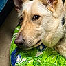 dog, pet, resting, close_up, cushion, green, blue, fur, animal, indoors, relaxed, portrait, face, ears, nose, carpet, collar, texture, light, soft