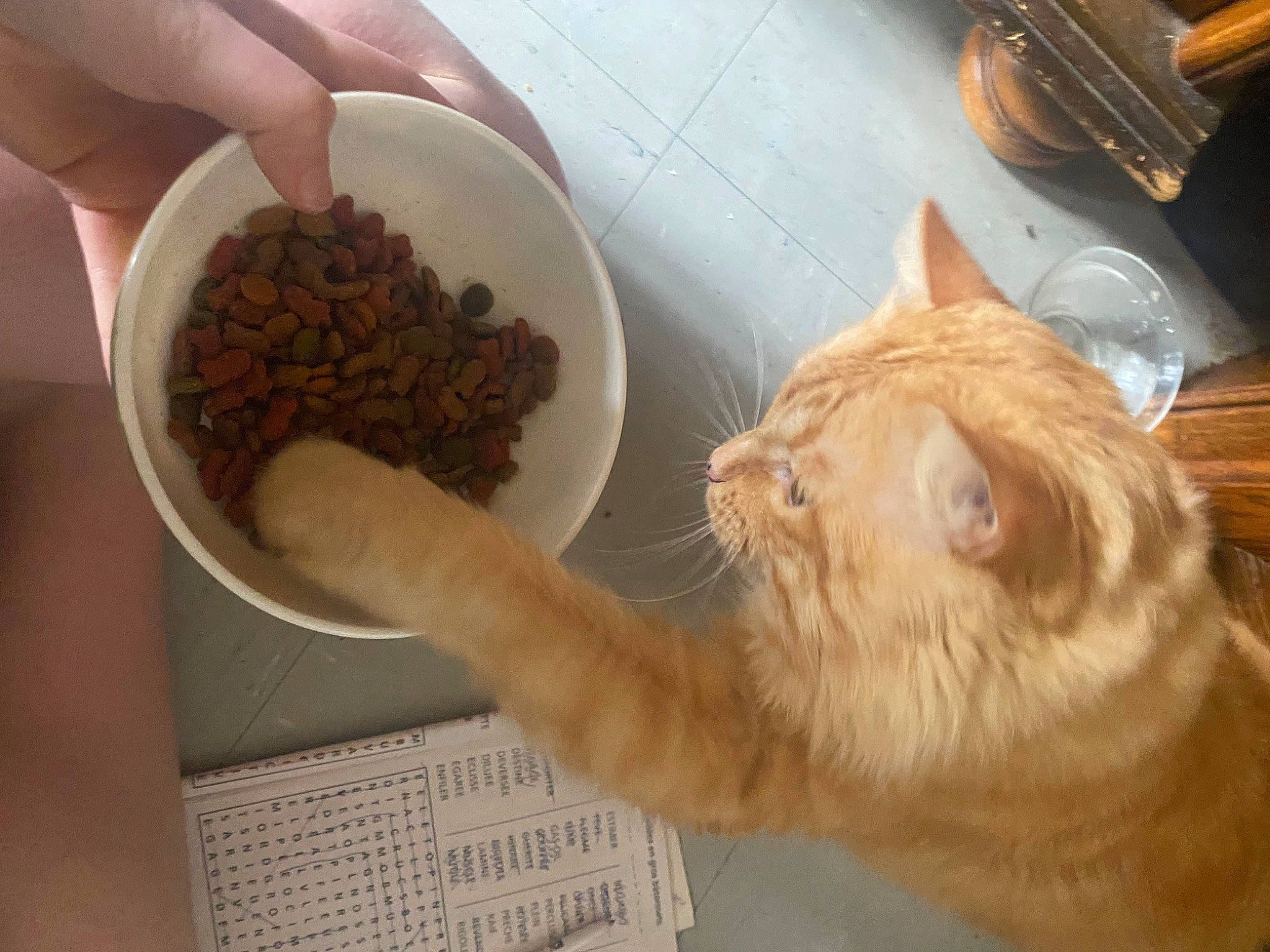 Chat a rejoint le concours — aidez-le/la à gagner de superbes lots ! animal_feed, carnivore, cat, cat_supply, claw, comfort, domestic_short_haired_cat, fawn, felidae, food, fur, hardwood, herb, ingredient, pet_supply, small_to_medium_sized_cats, snout, tail, whiskers, wood