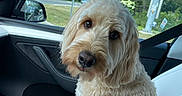 Buckets joined the competition — help win amazing prizes! animal, car_interior, closeup, companion, curious, curly_fur, cute, daylight, dog, greenery, indoor, leash, pet, portrait, road_sign, seatbelt, side_mirror, travel, white_leather_seat, window