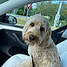dog, pet, car_interior, white_leather_seat, curly_fur, leash, window, side_mirror, greenery, road_sign, seatbelt, daylight, closeup, companion, animal, cute, curious, portrait, indoor, travel