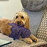 Buckets joined the competition — help win amazing prizes! animal, chair, companion, cozy, cute, dog, domestic, fluffy, furniture, golden, indoor, patterned_fabric, pet, pillow, playful, plush_toy, relaxed, resting, toy, wooden_floor