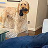 Buckets joined the competition — help win amazing prizes! animal, casual, chair, companion, cozy, curious, curly_fur, dog, domestic, floor, furniture, golden_doodle, home, indoor, light_brown, nose, patterned_chair, pet, relaxed, sock