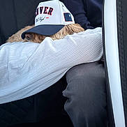 Buckets is registered to the contest to win money with this photo: animal, cap, car_interior, casual, closeup, clothing, comfort, dog, fur, headwear, indoor, lap, nap, pants, person, pet, relaxation, resting, seat, white_sweater
