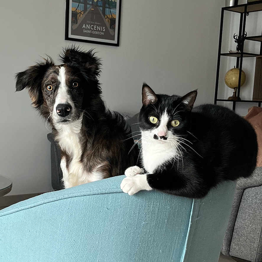 Vespa a rejoint le concours — aidez-le/la à gagner de superbes lots ! animal, architecture, armchair, building, canine, cat, chair, collie, couch, diningtable, dog, furniture, husky, indoors, interiordesign, livingroom, pet, room, table, wood