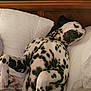 dog, dalmatian, bed, pillow, sleeping, pet, animal, white, black_spots, fur, relaxed, indoors, wood, headboard, resting, cute, lying_down, cozy, comfort, canine