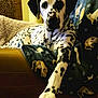Rocky is registered to the contest to win money with this photo: dalmatian, dog, pet, animal, indoor, armchair, blanket, spotted, paw, resting, cozy, furniture, canine, relaxed, domestic, portrait, fur, black_and_white, home, companion