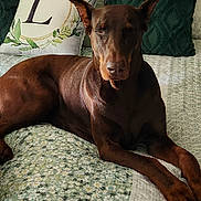 Milly joined the competition — help win amazing prizes! doberman, dog, pet, bed, pillow, quilt, floral_pattern, green, brown, indoor, resting, relaxed, animal, canine, ears, fur, leg, snout, domestic_animal, sleepy