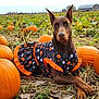 doberman, dog, pumpkin, pumpkin_patch, halloween, dress, costume, autumn, field, outdoor, fall, orange, leaf_litter, rural, animal, pet, canine, nature, plant, farm