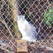Drywall joined the competition — help win amazing prizes! cat, chain_link_fence, tree, wood, leaves, outdoor, animal, nature, ground, brown, white, gray, sitting, fur, wildlife, pet, looking, daylight, branches, quiet