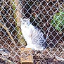 cat, chain_link_fence, tree, wood, leaves, outdoor, animal, nature, ground, brown, white, gray, sitting, fur, wildlife, pet, looking, daylight, branches, quiet