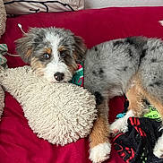 Jasper joined the competition — help win amazing prizes! blanket, blue_eyes, bone_shaped_pillow, canine, couch, cozy, cute, dog, domestic_animal, fluffy, fur, indoor, lying_down, multicolored_fur, pet, plush_pillow, puppy, red_couch, relaxed, resting