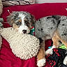 blanket, blue_eyes, bone_shaped_pillow, canine, couch, cozy, cute, dog, domestic_animal, fluffy, fur, indoor, lying_down, multicolored_fur, pet, plush_pillow, puppy, red_couch, relaxed, resting