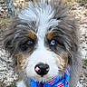 Jasper is registered to the contest to win money with this photo: adorable, animal, animal_face, bandana, blue_eyes, closeup, cute, dog, fluffy, fur, grass, nature, nose, outdoor, pet, portrait, puppy, snout, trees, young_dog