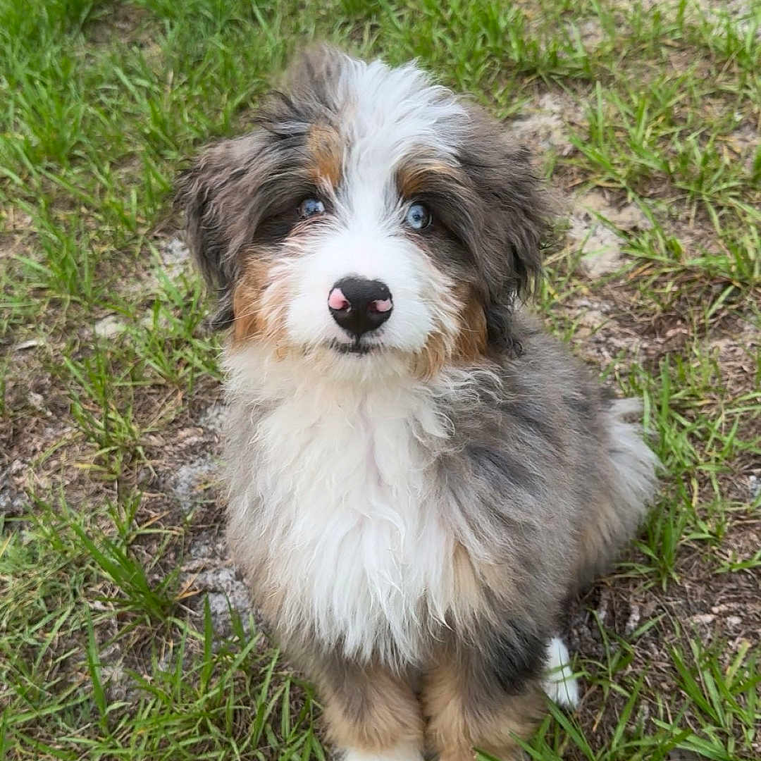 Jasper