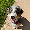 Jasper joined the competition — help win amazing prizes! animal, bandana, canine, cute, dog, domestic_animal, friendly, fur, grass, happy, looking_up, outdoor, pet, playful, portrait, shadow, sidewalk, smiling, sunlight, tricolor