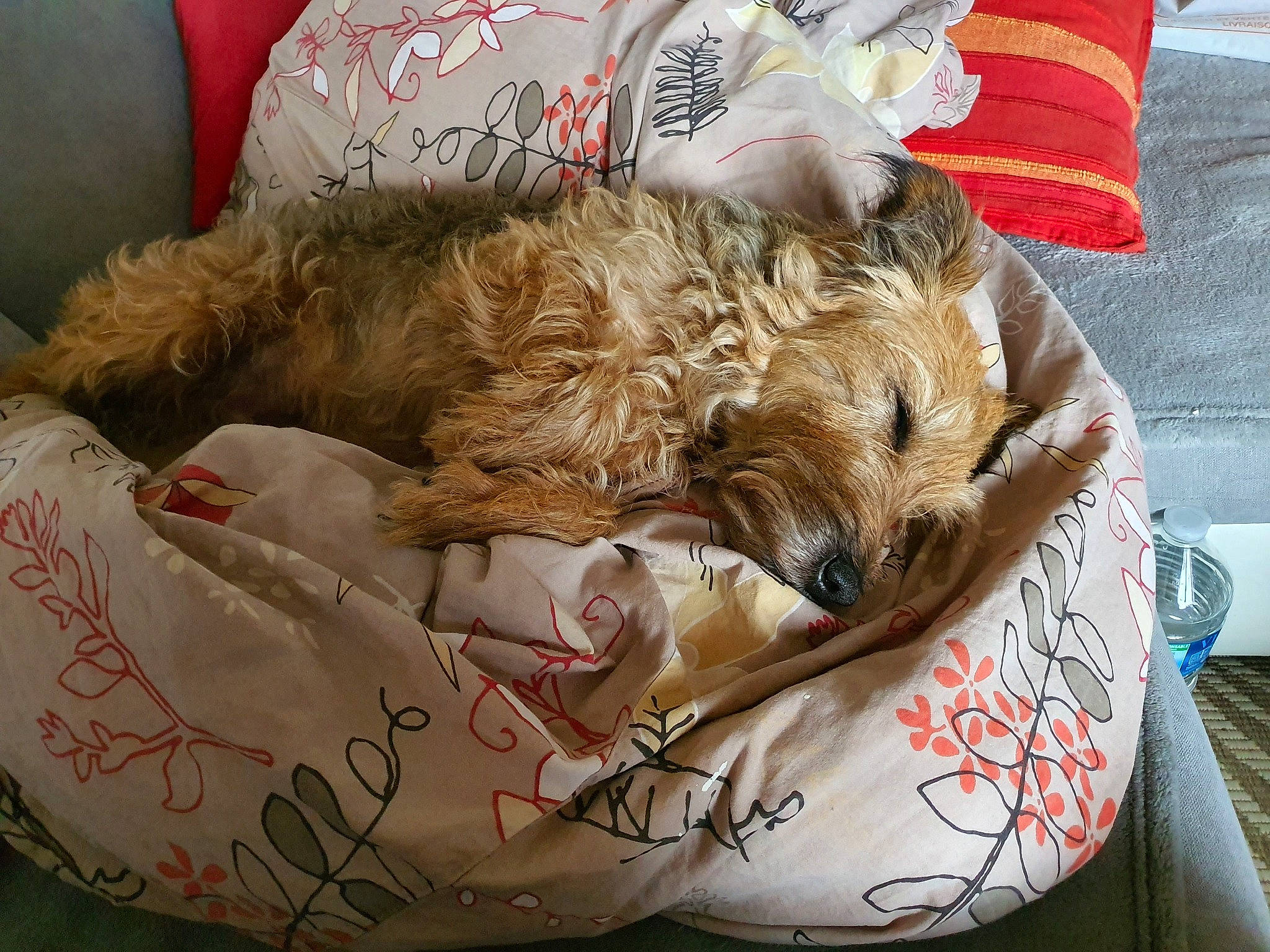 Théo participe au concours pour gagner de l'argent avec cette photo : bag, baggage, box, canidae, carnivore, comfort, companion_dog, couch, dog, dog_breed, dog_supply, fawn, felidae, fur, linens, luggage_and_bags, pet_supply, small_to_medium_sized_cats, sporting_group, whiskers