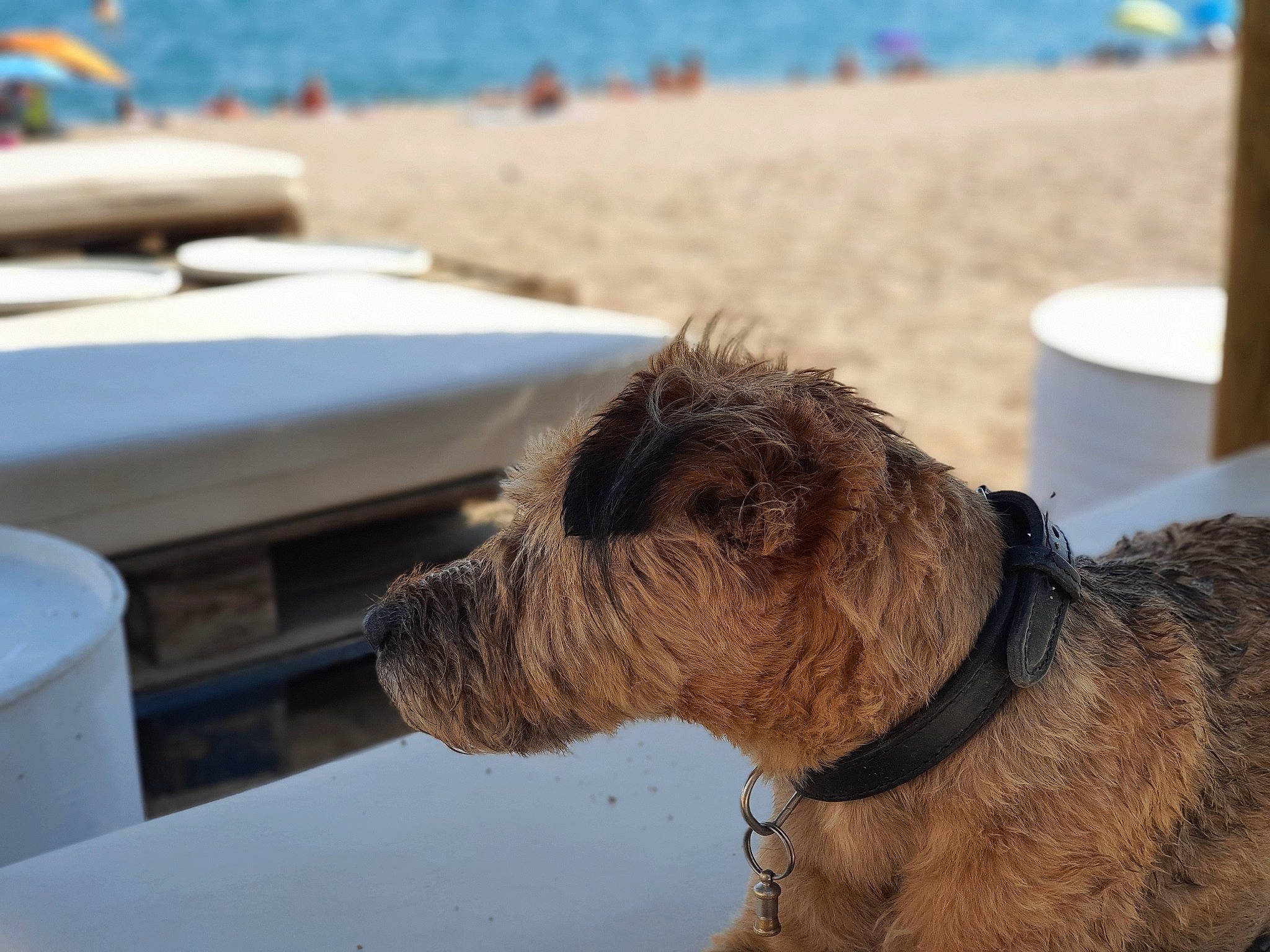 Théo a rejoint le concours — aidez-le/la à gagner de superbes lots ! airedale_terrier, beach, boats_and_boating_equipment_and_supplies, canidae, carnivore, collar, companion_dog, dog, dog_breed, dog_collar, liver, outdoor_furniture, pet_supply, shade, sky, sporting_group, terrier, water, wood, working_animal