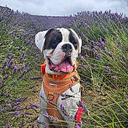 Buster is registered to the contest to win money with this photo: dog, puppy, lavender_field, orange_harness, outdoor, nature, flowers, purple, greenery, sky, cloudy, pet, canine, leash, sitting, portrait, happy, tongue_out, summer, adventure