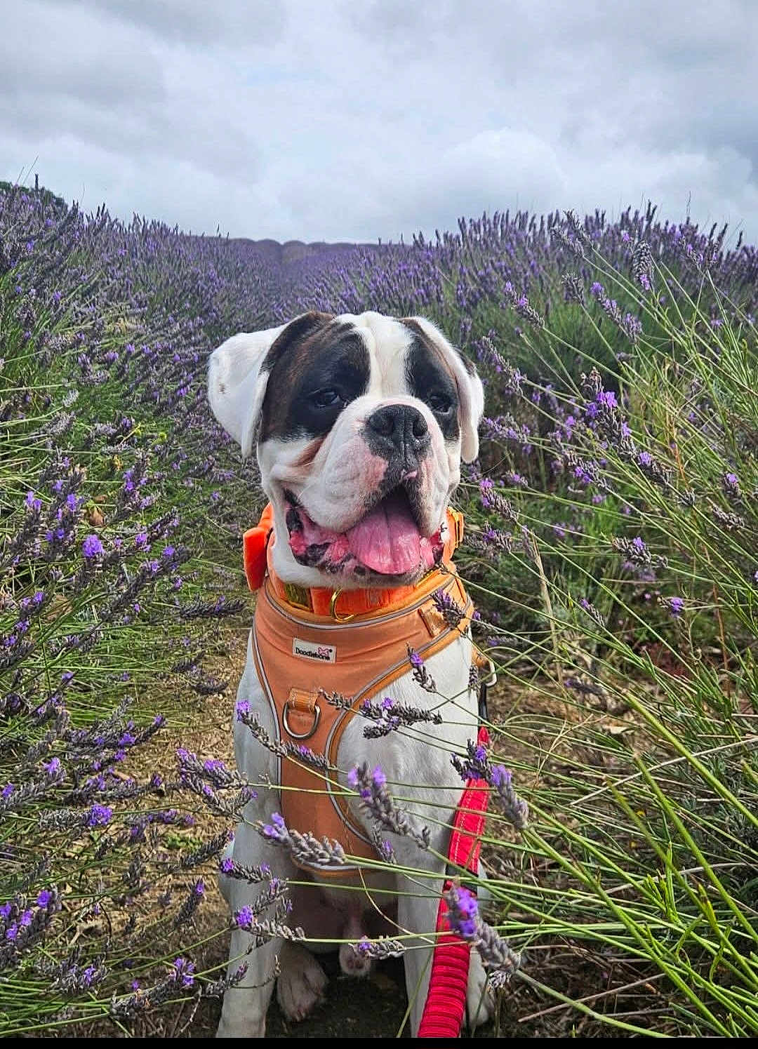 Buster
