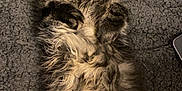 Gizmo participe au concours pour gagner de l'argent avec cette photo : cat, tabby, fluffy, sleeping, pet, animal, feline, cute, relaxed, indoors, blanket, fur, paws, whiskers, cozy, resting, domestic_animal, mammal, cute_pet, sleep