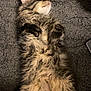 animal, blanket, cat, cozy, cute, cute_pet, domestic_animal, feline, fluffy, fur, indoors, mammal, paws, pet, relaxed, resting, sleep, sleeping, tabby, whiskers