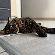 Gizmo participe au concours pour gagner de l'argent avec cette photo : cat, tabby, indoor, floor, relaxing, feline, pet, laying_down, green_eyes, fur, whiskers, domestic_animal, closeup, resting, animal, tile_floor, home, cute, lazy, soft_light