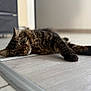 animal, cat, closeup, cute, domestic_animal, feline, floor, fur, green_eyes, home, indoor, laying_down, lazy, pet, relaxing, resting, soft_light, tabby, tile_floor, whiskers