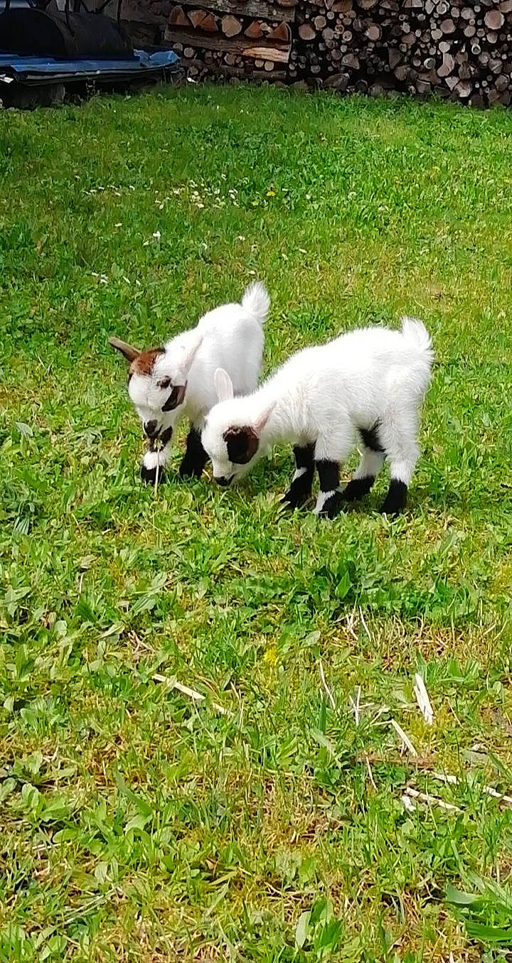 Tic Et Tac a rejoint le concours — aidez-le/la à gagner de superbes lots ! canidae, carnivore, companion_dog, dog, dog_breed, goat, goats, grass, livestock, mammal, pasture, plant, puppy, tail, vertebrate