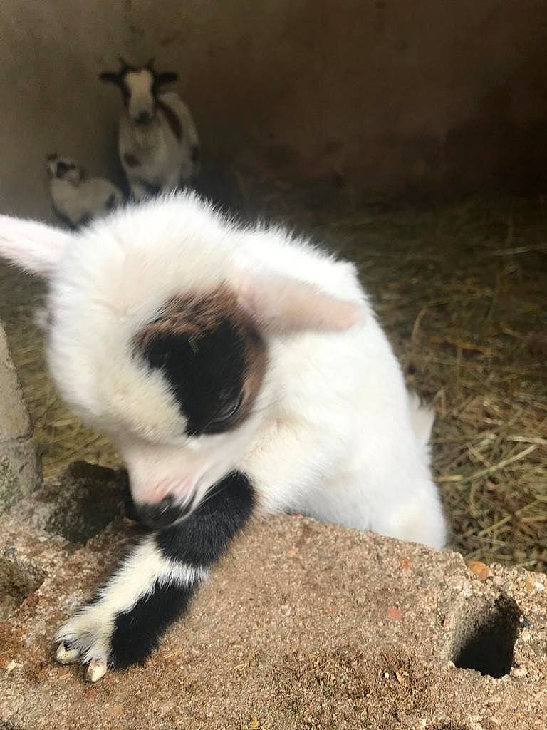 Tic Et Tac a rejoint le concours — aidez-le/la à gagner de superbes lots ! canidae, carnivore, cat, fawn, felidae, fur, puppy, tail, whiskers