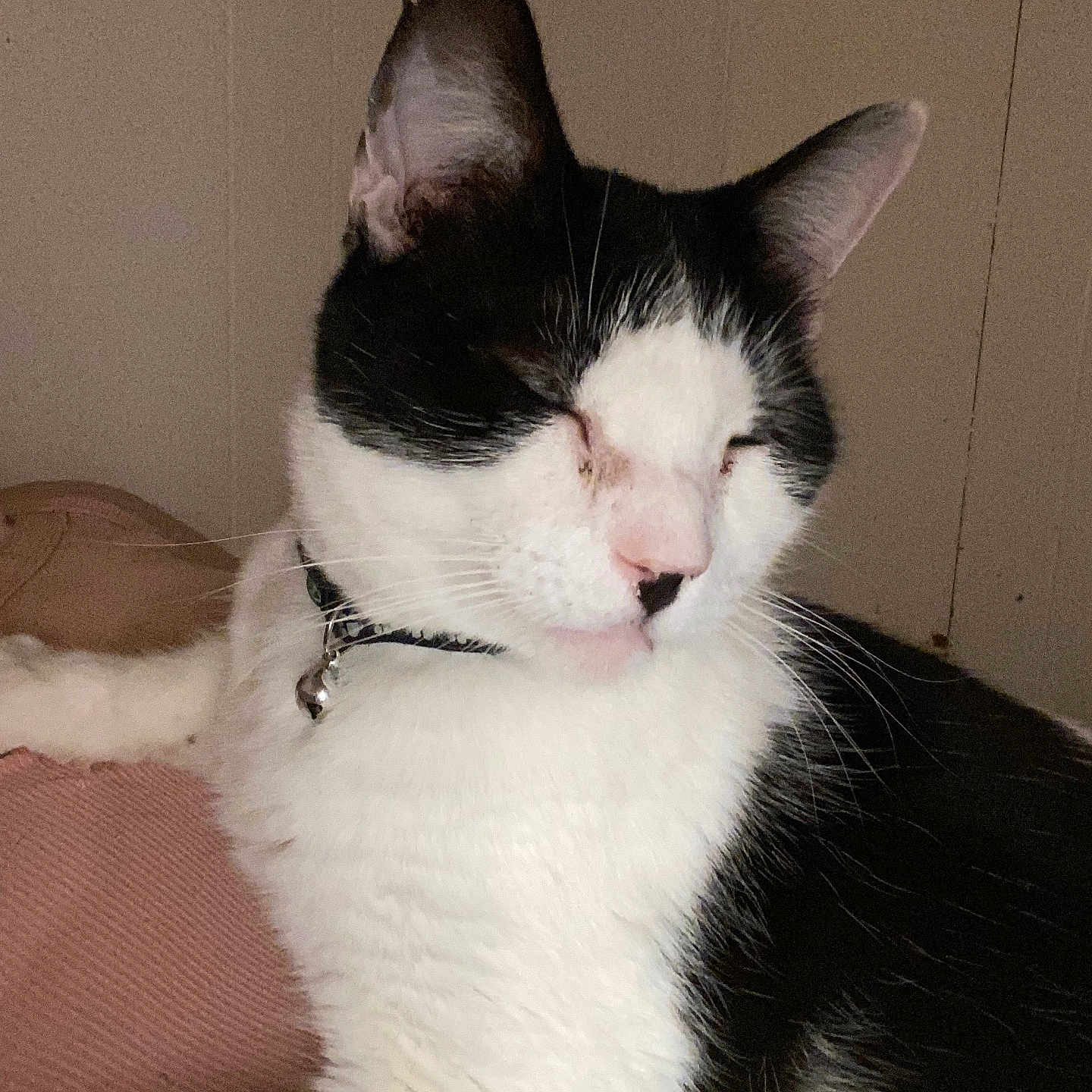 Domino Kirkland joined the competition — help win amazing prizes! abyssinian, accessories, angora, animal, cat, collar, couch, cushion, furniture, glasses, homedecor, indoors, kitten, manx, person, pet, sleeping, snout, strap, white