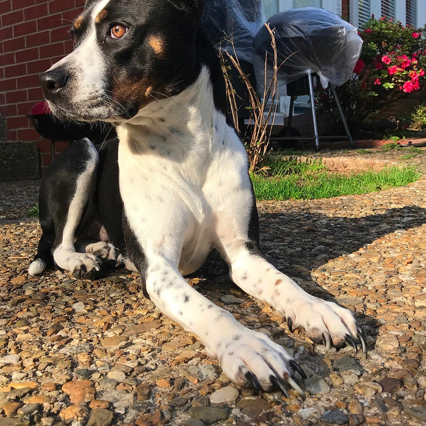 Lulu Washington is registered to the contest to win money with this photo: dog, black_and_white, outdoor, sunlight, pebble_path, brick_wall, covered_grill, flowers, greenery, animal, pet, looking_away, relaxed, daylight, nature, front_paws, ears_up, snout, fur, garden