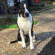 Lulu Washington is registered to the contest to win money with this photo: dog, black_and_white, sitting, outdoor, garden, flowers, greenery, sunlight, stone_surface, pet, animal, canine, nature, daylight, fur, ears, face, paws, tail, portrait