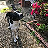dog, black_and_white, curious, outdoor, garden, flowers, pink_flowers, brick_wall, chair, sunlight, pathway, plants, greenery, pet, animal, ears, looking_up, nature, daylight, ground