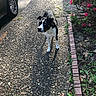 Lulu Washington joined the competition — help win amazing prizes! dog, black_and_white, outdoor, gravel_path, flower_bed, pink_flowers, car, shadow, sunlight, plants, greenery, sidewalk, nature, pet, animal, daylight, curious, small_dog, garden, bush