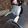 Lulu Washington is registered to the contest to win money with this photo: dog, black_and_white, tongue_out, paw, person, jeans, black_shirt, pavement, leaves, outdoor, playful, pet, animal, close_up, spot, jumping, friendly, canine, nature, daylight