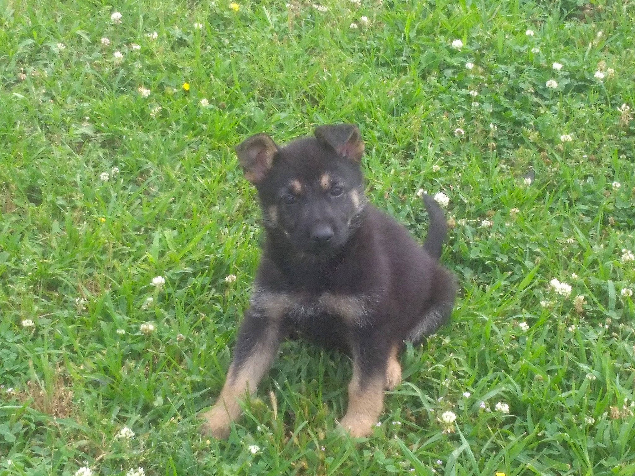 Ali joined the competition — help win amazing prizes! canidae, carnivore, companion_dog, dog, dog_breed, grass, groundcover, guard_dog, herbaceous_plant, herding_dog, non_sporting_group, plant, puppy, sporting_group, tail, terrestrial_animal, working_animal, working_dog