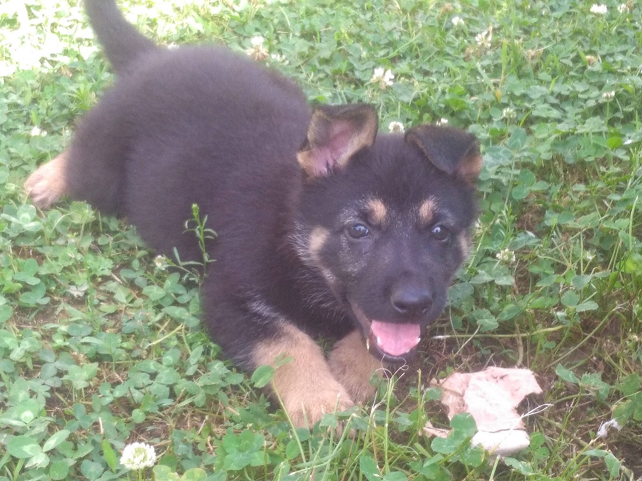 Ali is registered to the contest to win money with this photo: canidae, carnivore, companion_dog, dog, dog_breed, grass, groundcover, non_sporting_group, plant, snout, sporting_group, terrestrial_animal, working_animal, working_dog