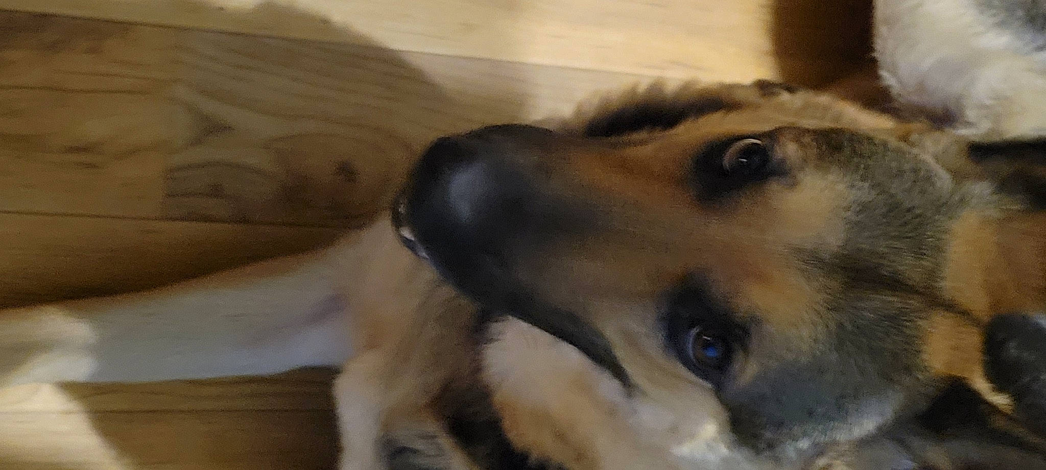 Ali joined the competition — help win amazing prizes! canidae, carnivore, companion_dog, dog, dog_breed, ear, fawn, fur, hardwood, paw, snout, sporting_group, terrestrial_animal, whiskers, working_animal, working_dog